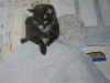 2003